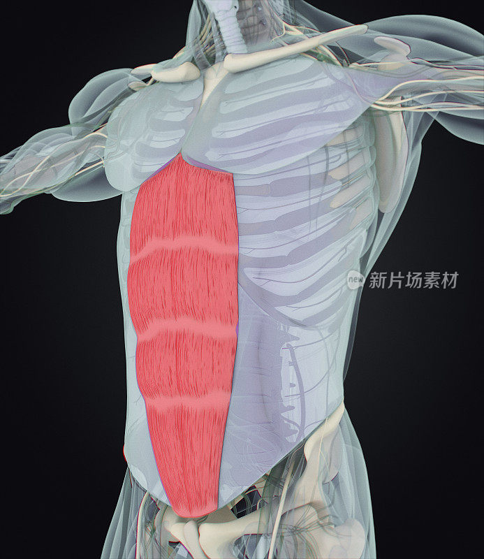 腹直肌，腹肌，人体解剖学。3 d演示。